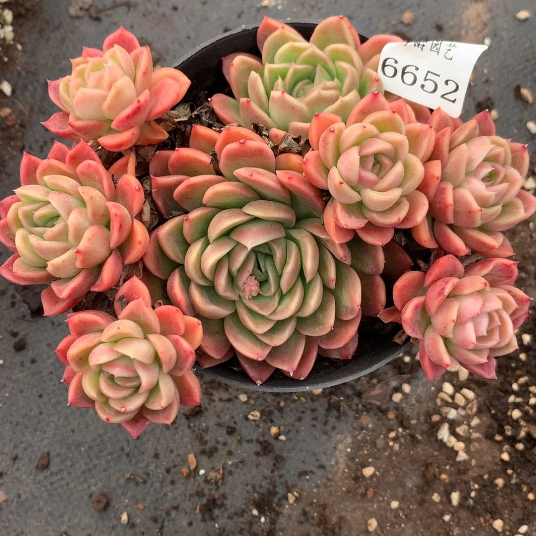 6652杂交多肉植物