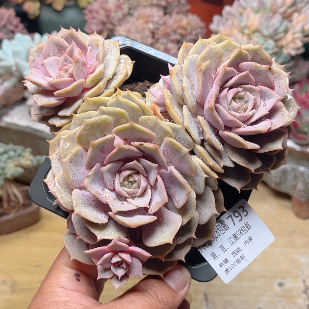 793粉蝶德华多肉