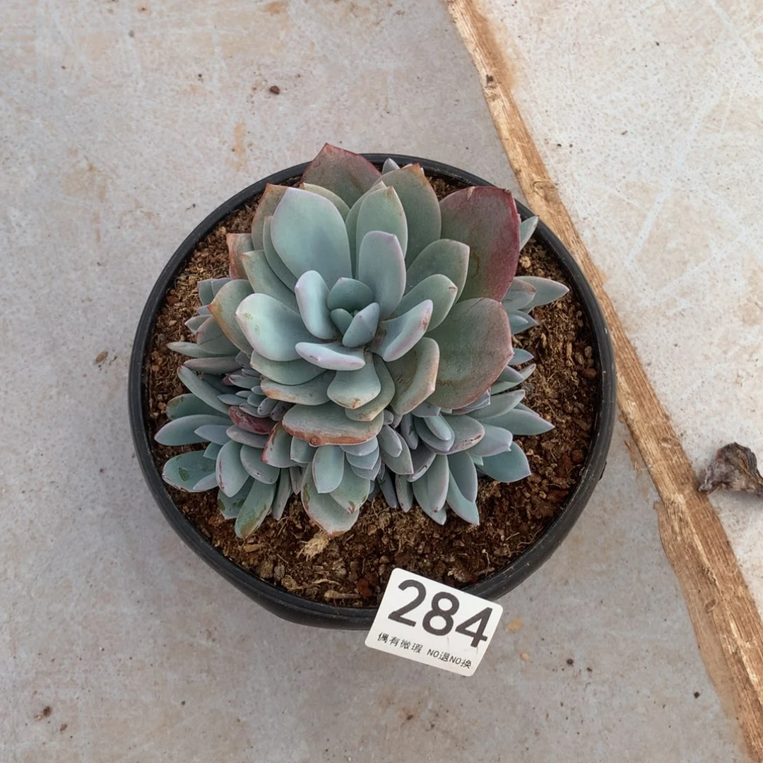 随***情284奶茶多肉植物！！！！