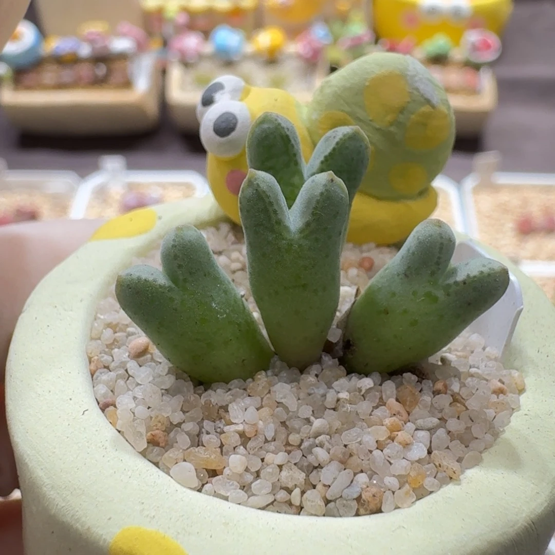 0926-028连盆带花猪蹄