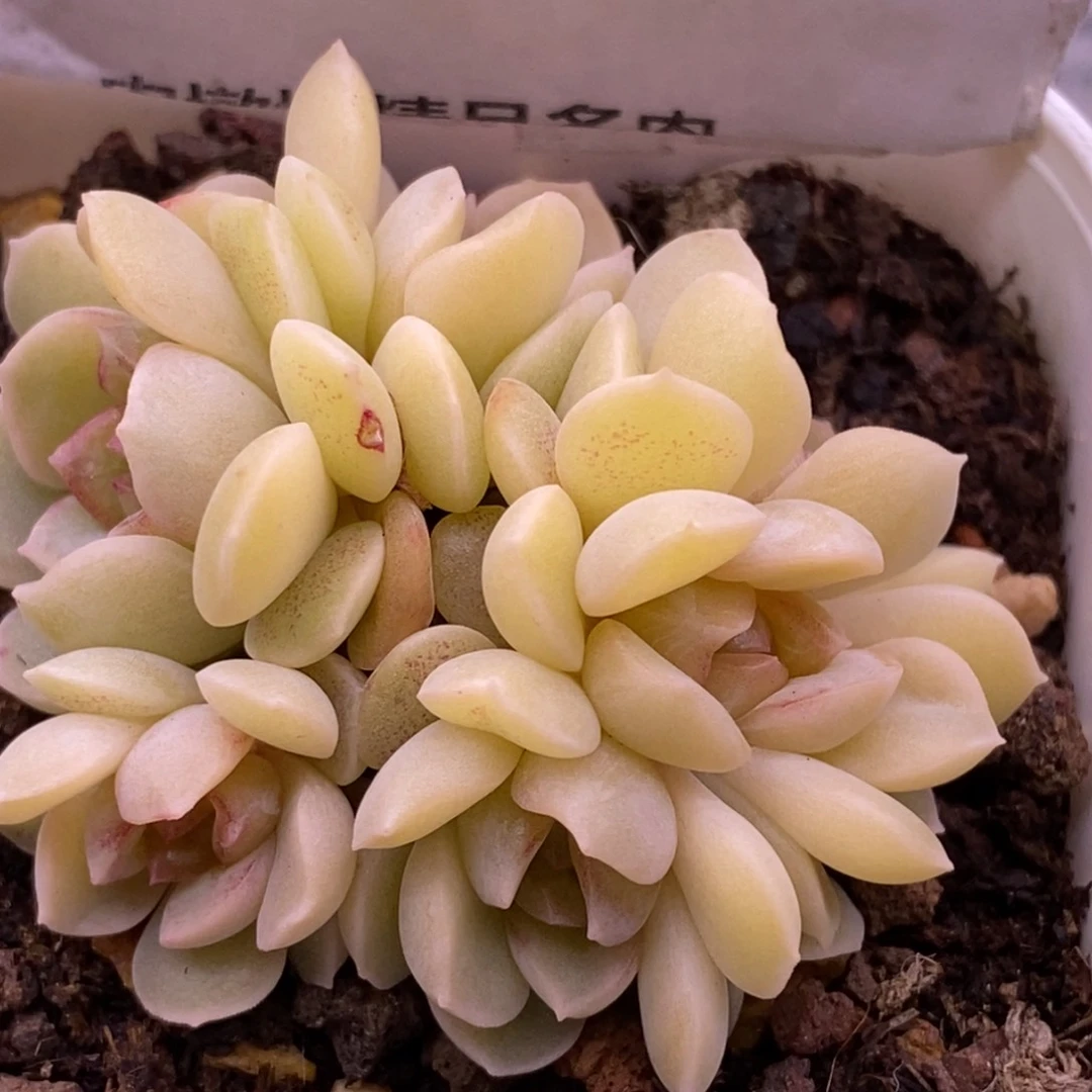 【闪购商品】11-68熔晶