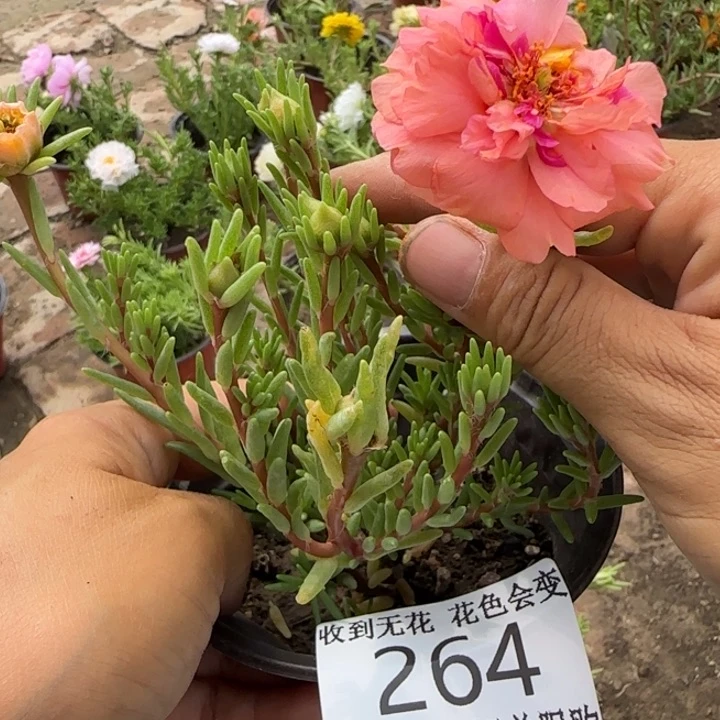 无花朵264超小苗盆口10cm