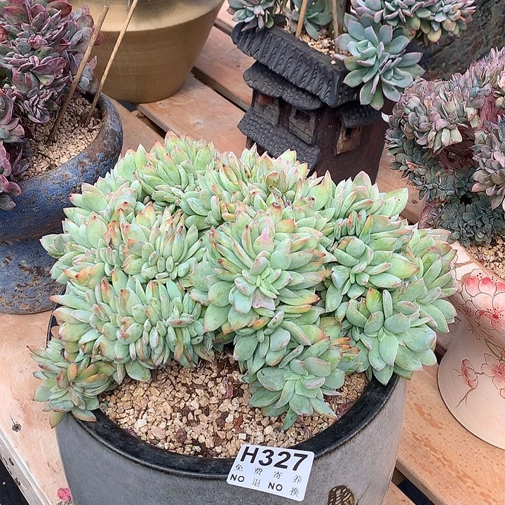 白凤缀化变异超大 非偏远38包邮 节后发