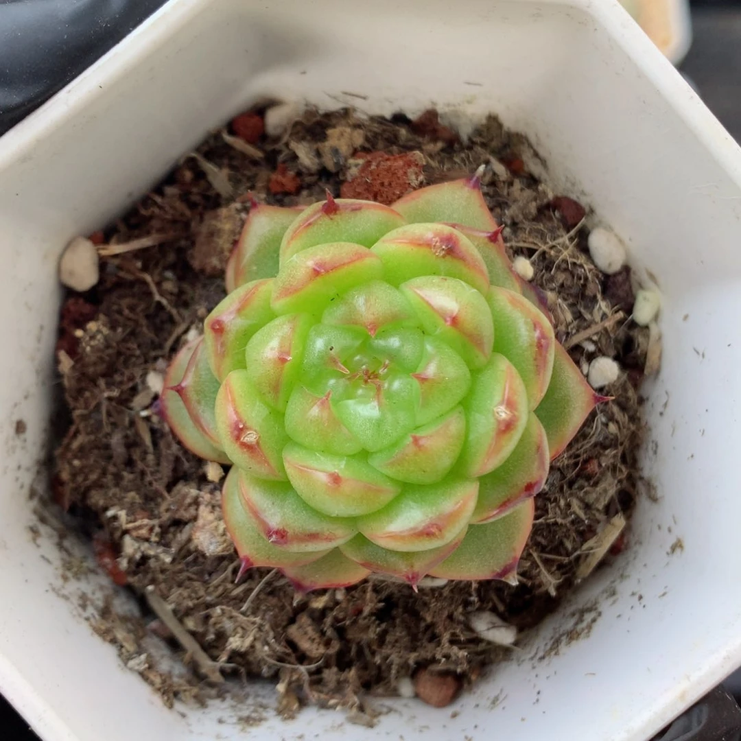 58包邮  群生不包整露华111