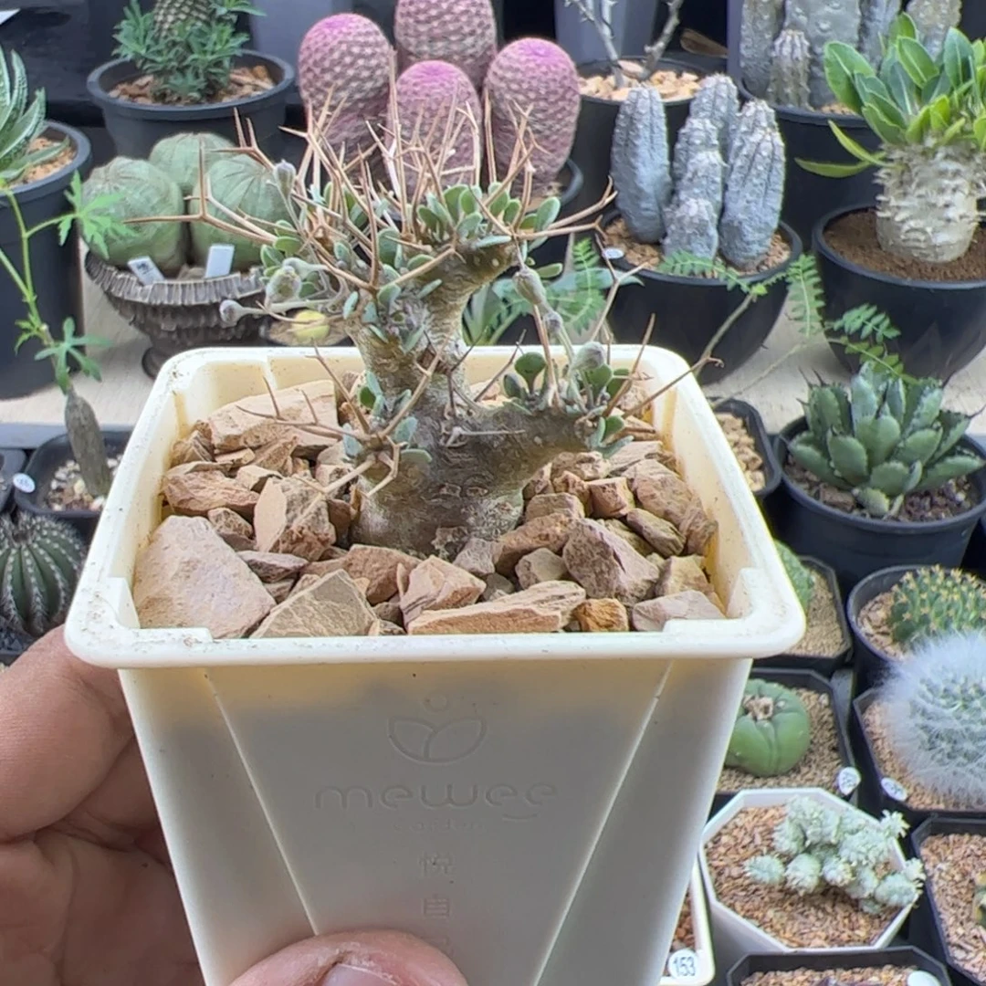 黑鬼殿厚敦菊一物一拍默认脱土发
