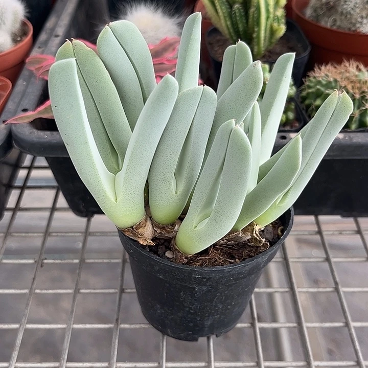 我也不知道我为什么要这样