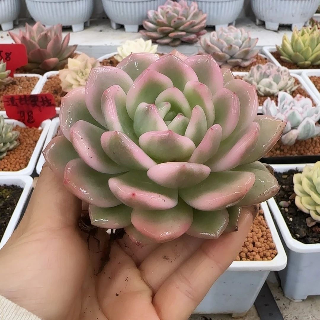 ?225梦露锦多肉植物