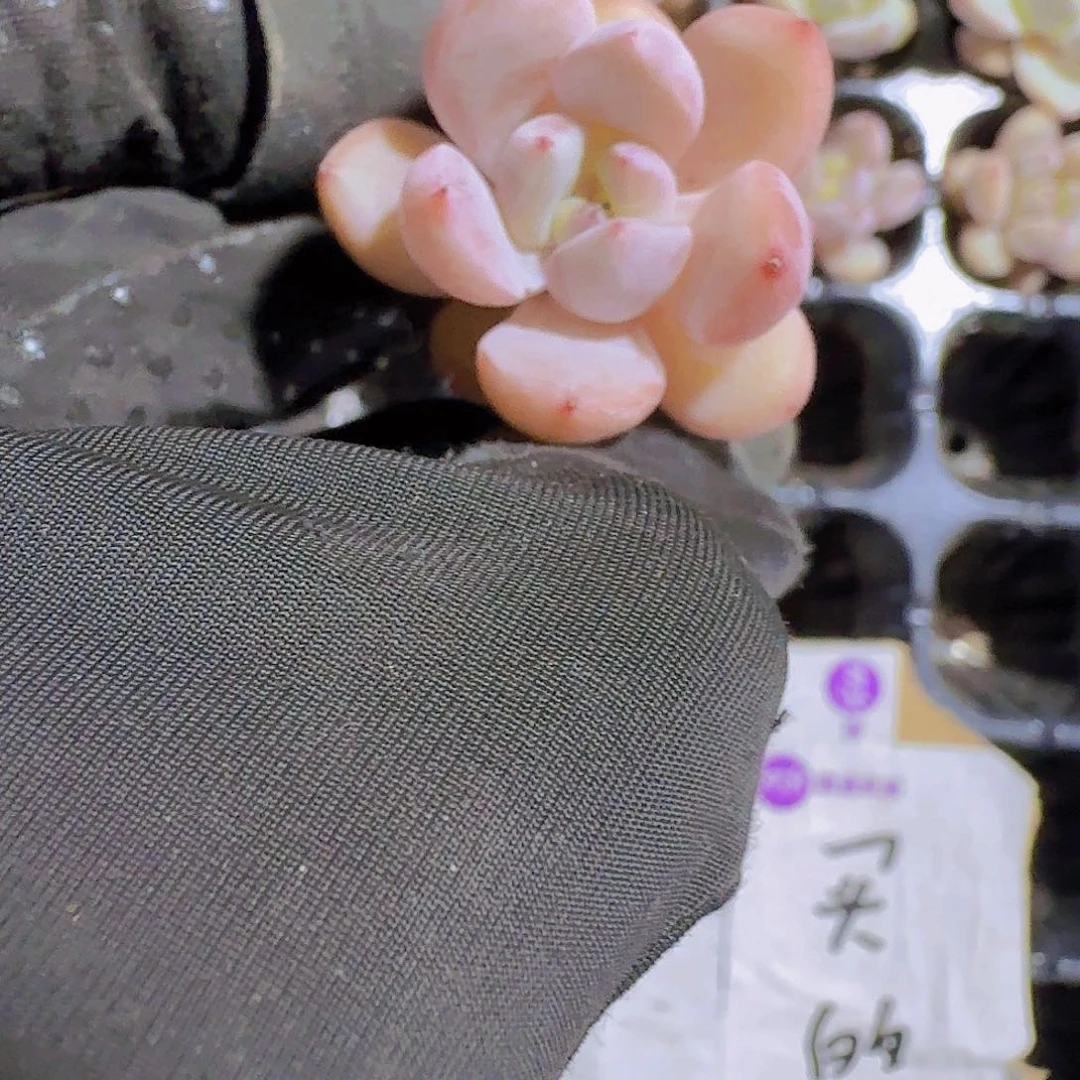 精品比翼鸟两颗一组