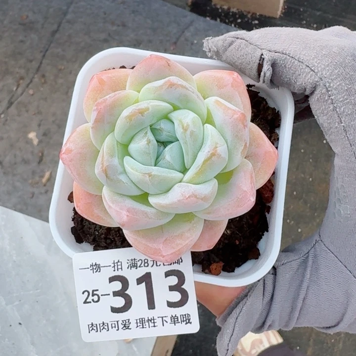 冰玉无盆土发货无盆土发货无，