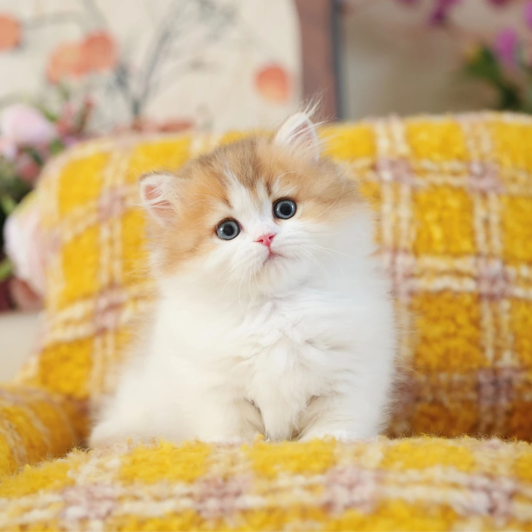 猫矮油米努特毛蛋弟弟