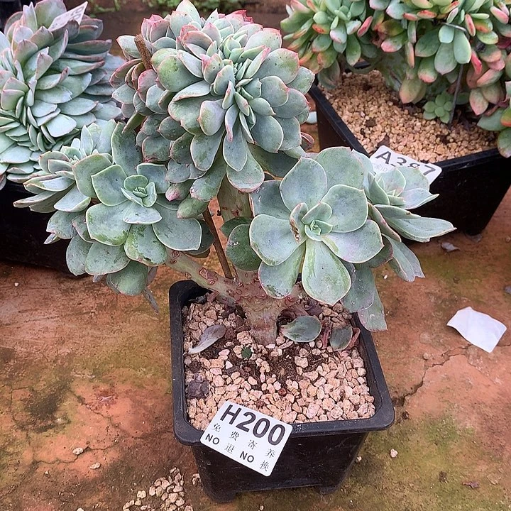 霞光缀化 非偏远38包邮节后发货