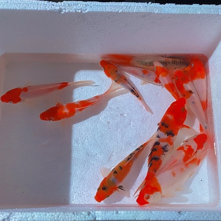 锦鲤锦鲤活鱼开箱包活