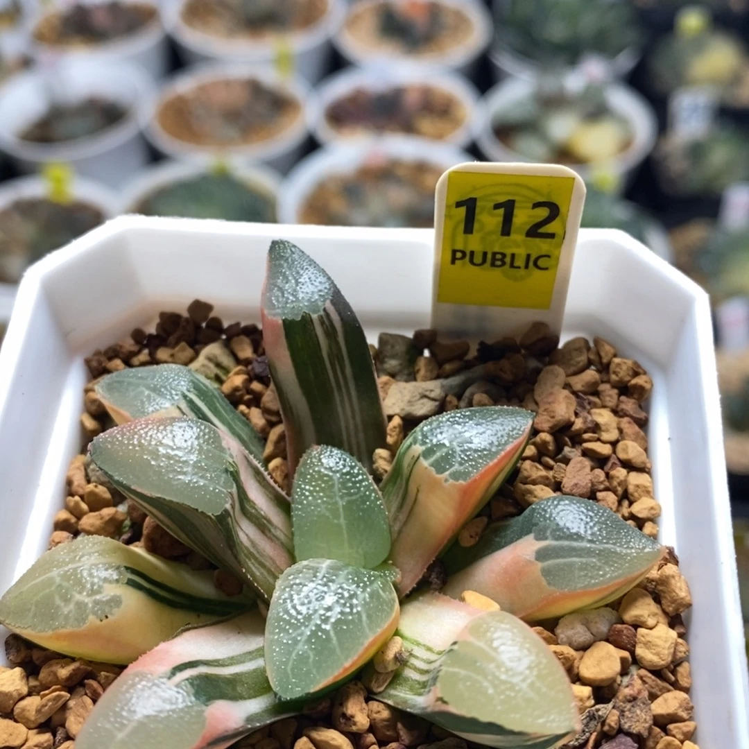 不开花植物112网纹克