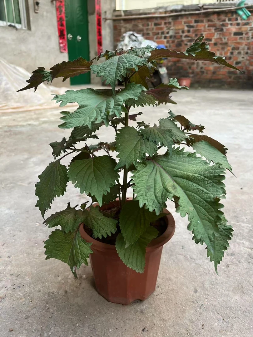 广西鸡冠紫苏苗带土球发货好养活盆栽室内外均可种植四季观花植物