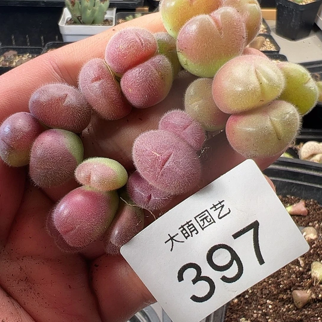 一物一拍。     397