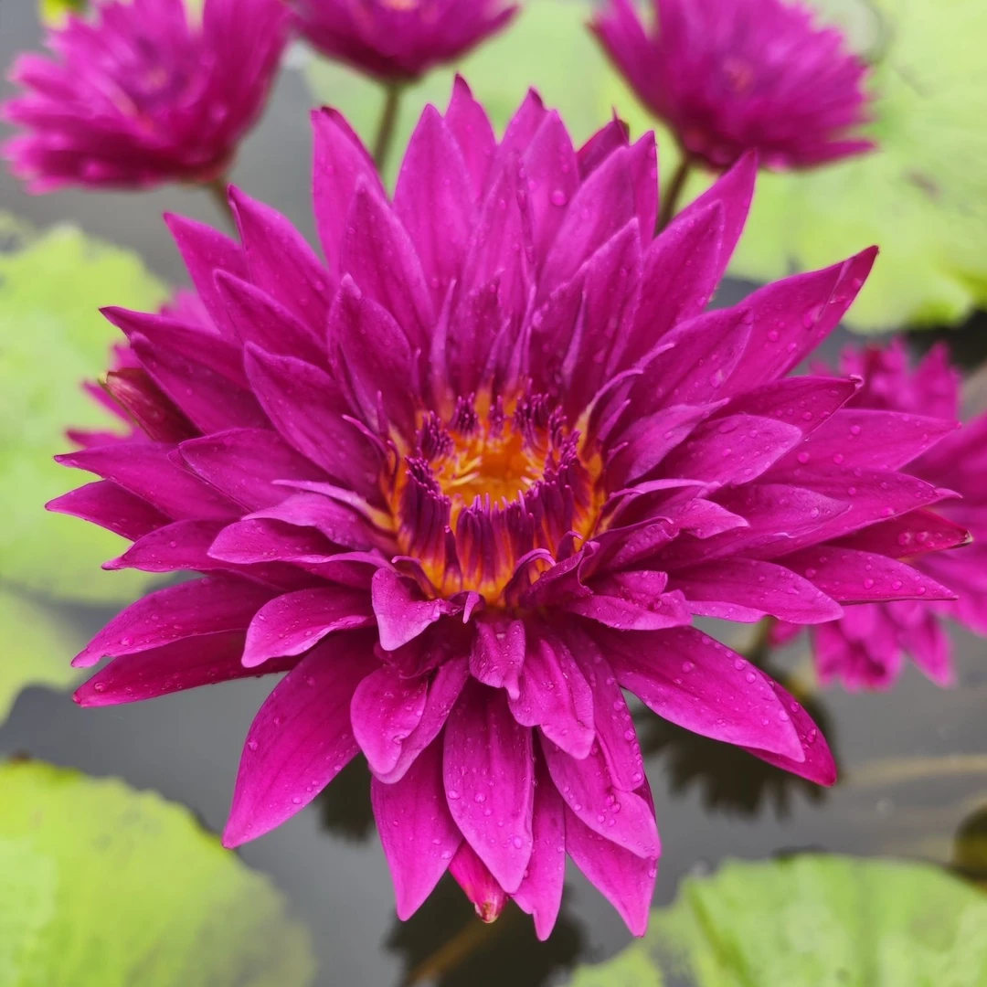 （公牛之眼）热带名贵红色睡莲带花苞 水缸 池塘庭院栽培水