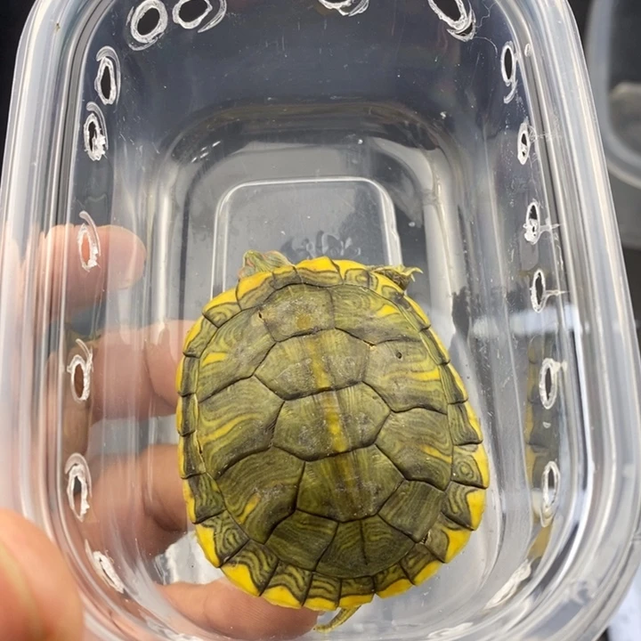 巴西彩龟母6666666