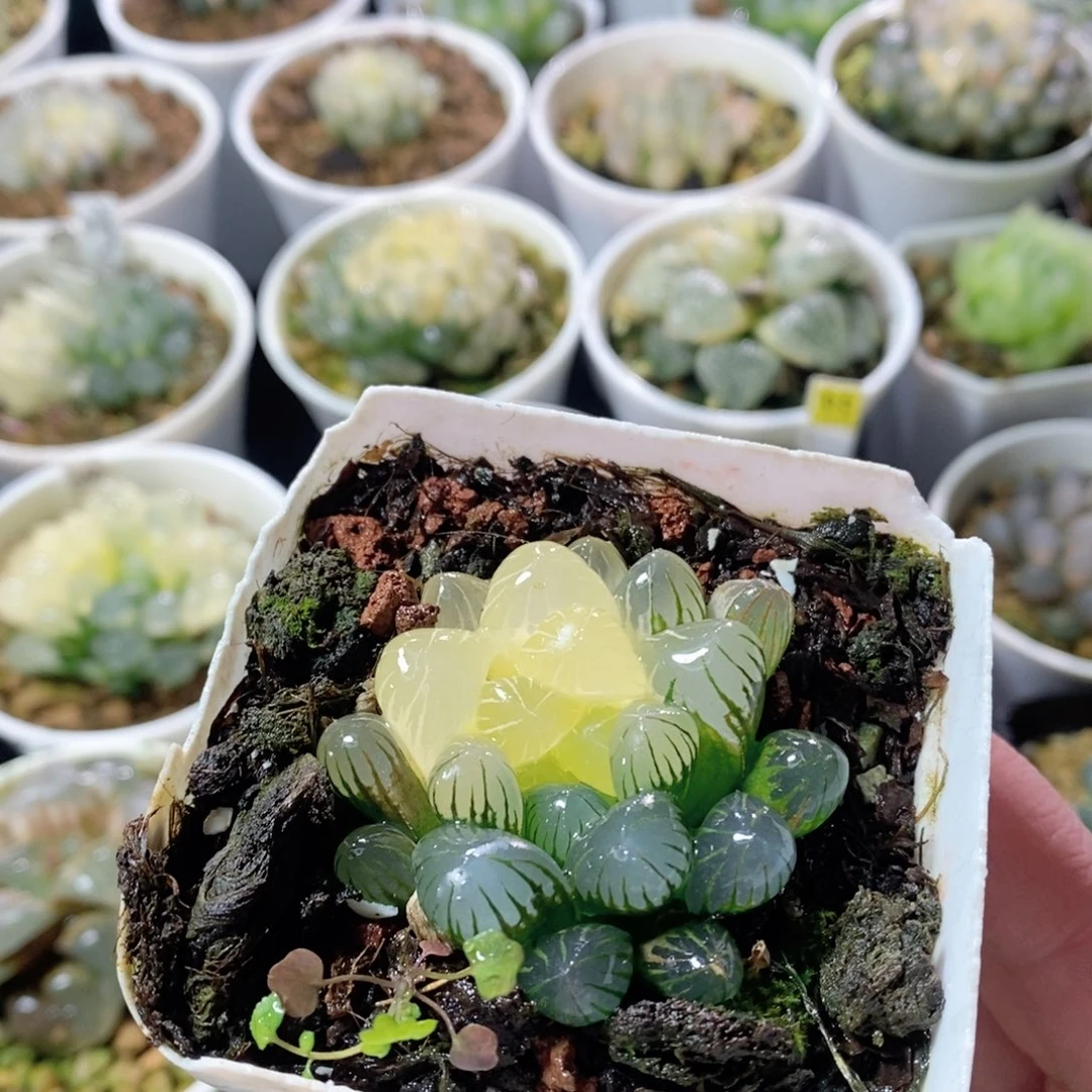 Ob玉露锦多肉植物