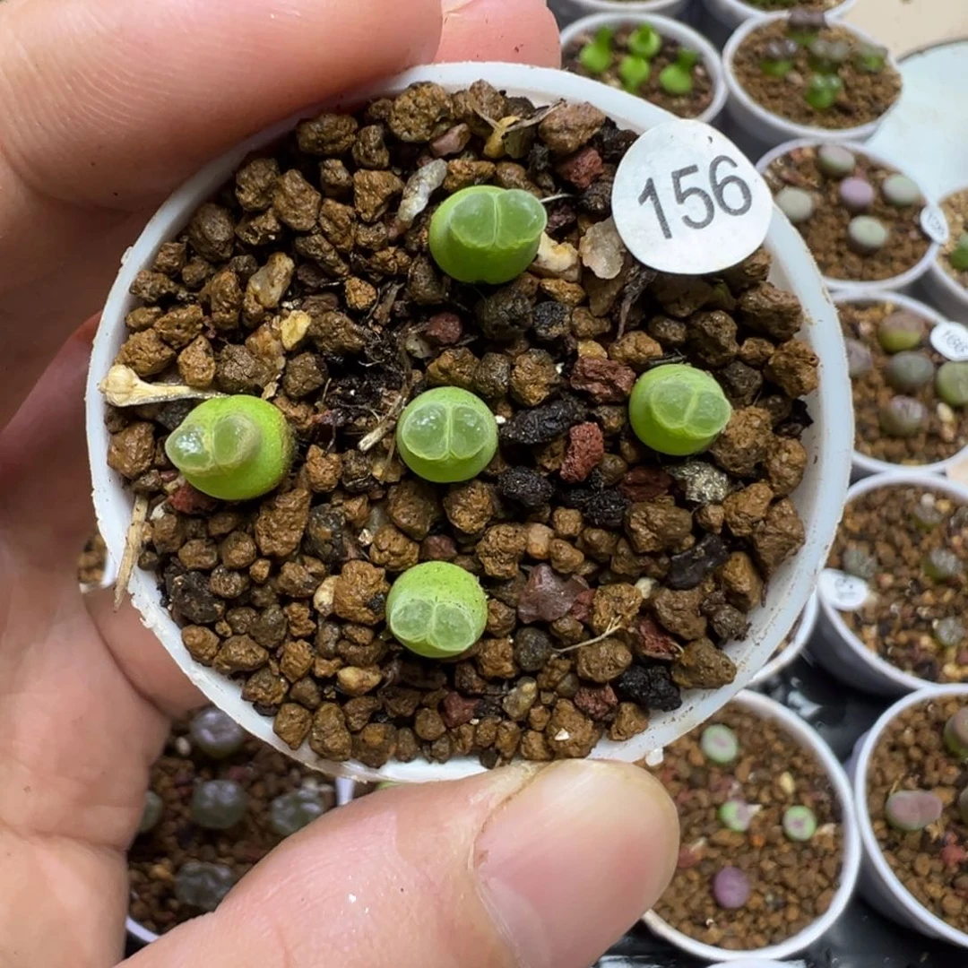 佛肚风铃5颗脱土156000