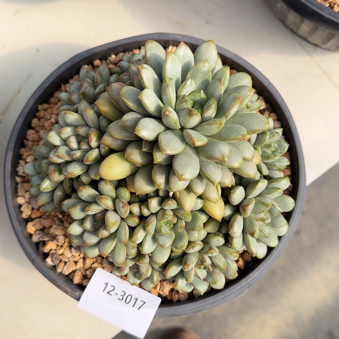 3017葡萄多肉植物