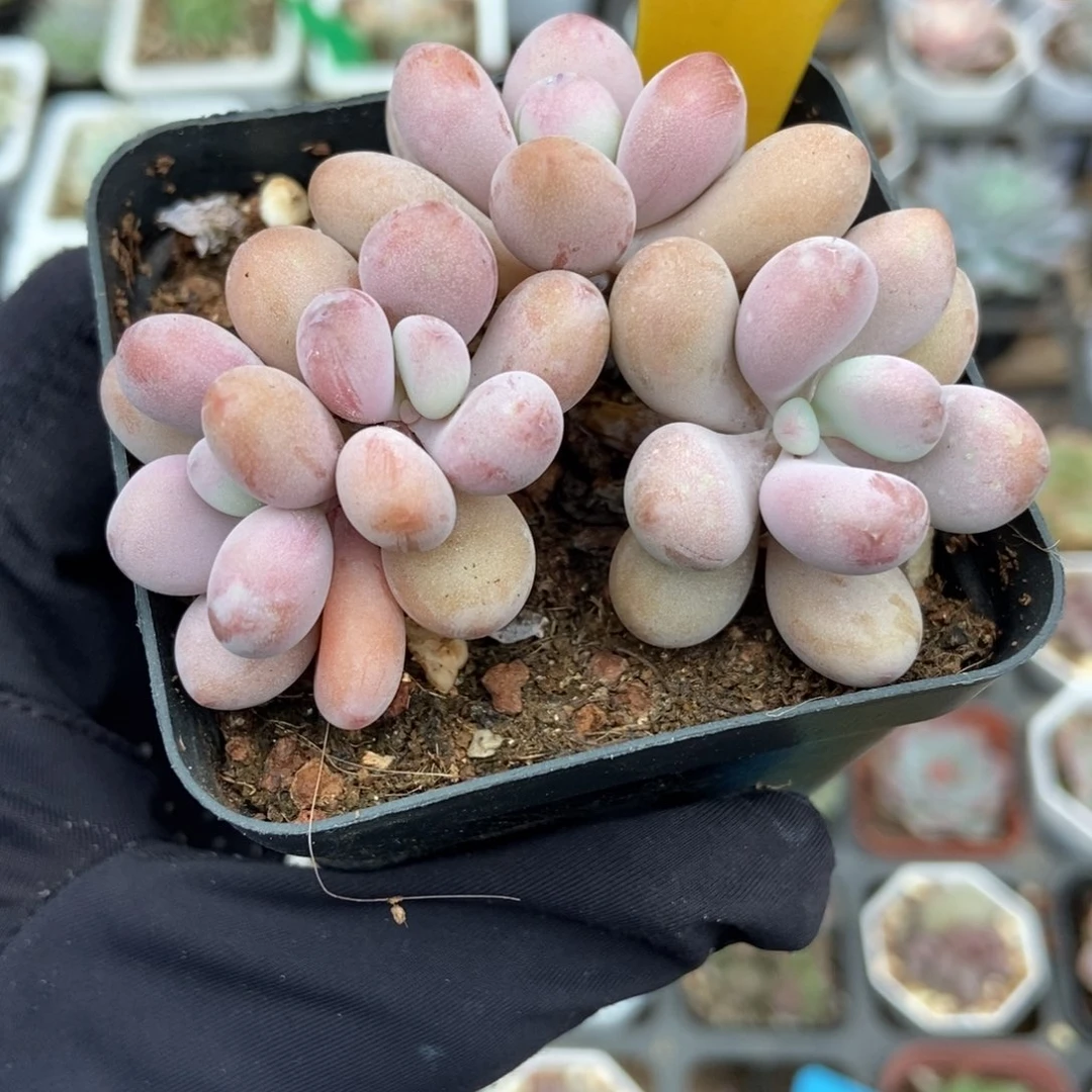 535桃蛋多肉植物多肉