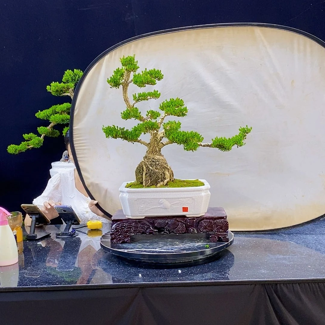 无花朵精品黄杨盆景