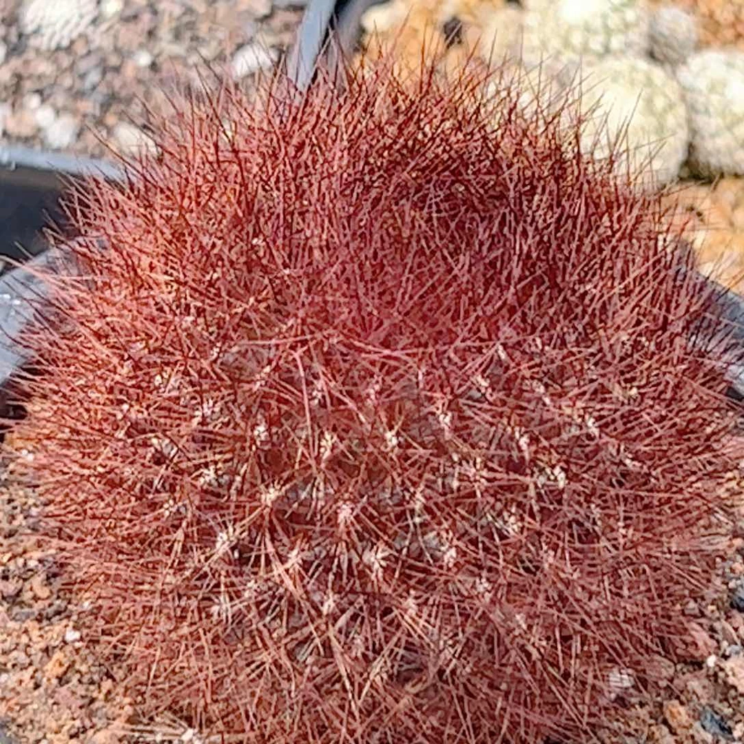 百丝巢无根发根中