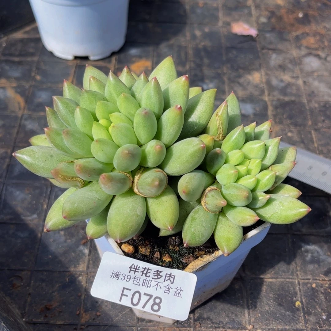 078-鲸鱼姬多肉9cm有肥炸