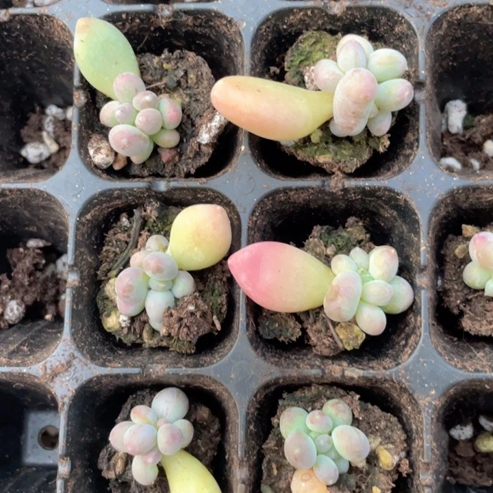 樱花奶发2颗满18包邮