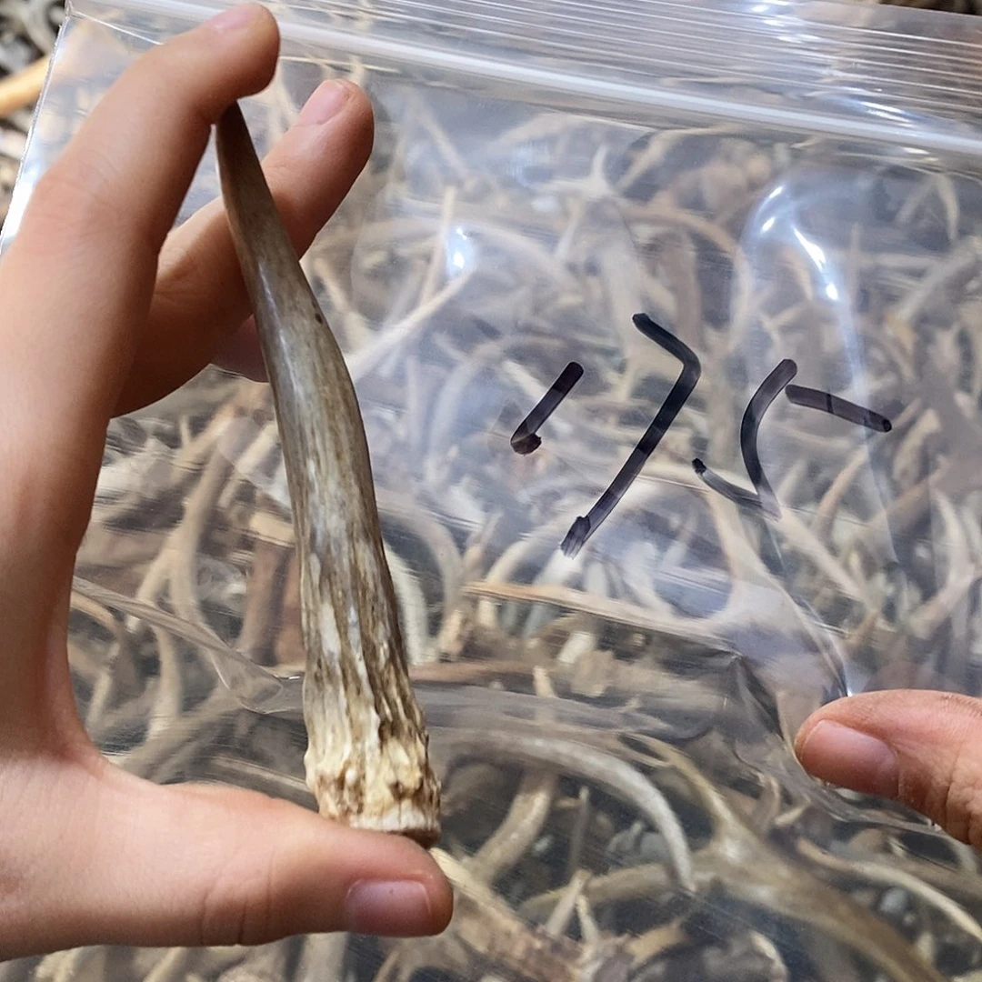 义***非金属鹿角鹿角鹿角