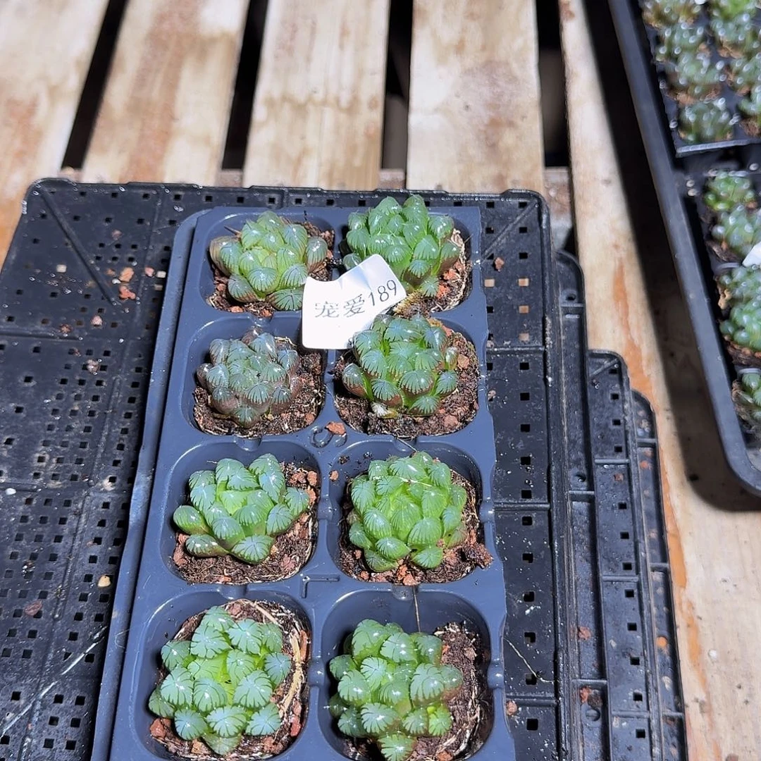 直播福利一物一拍189