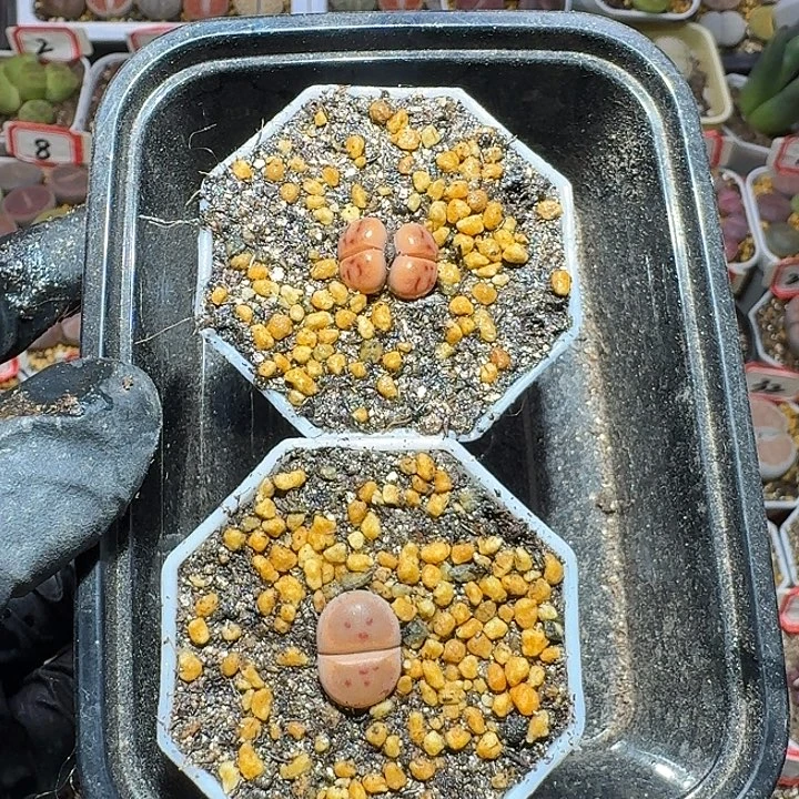 啊***啊生石花111112。  小型品中。  255