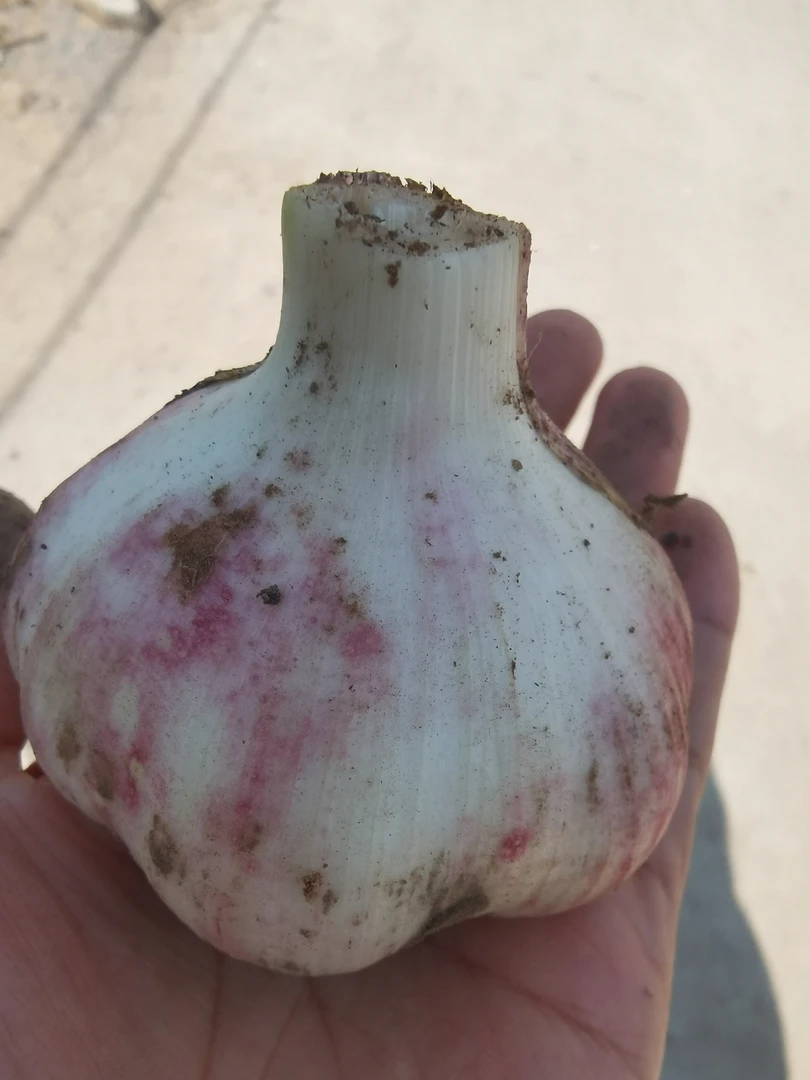 新鲜现挖紫皮多瓣鲜蒜可腌制糖醋蒜炒大果（5-6cm)