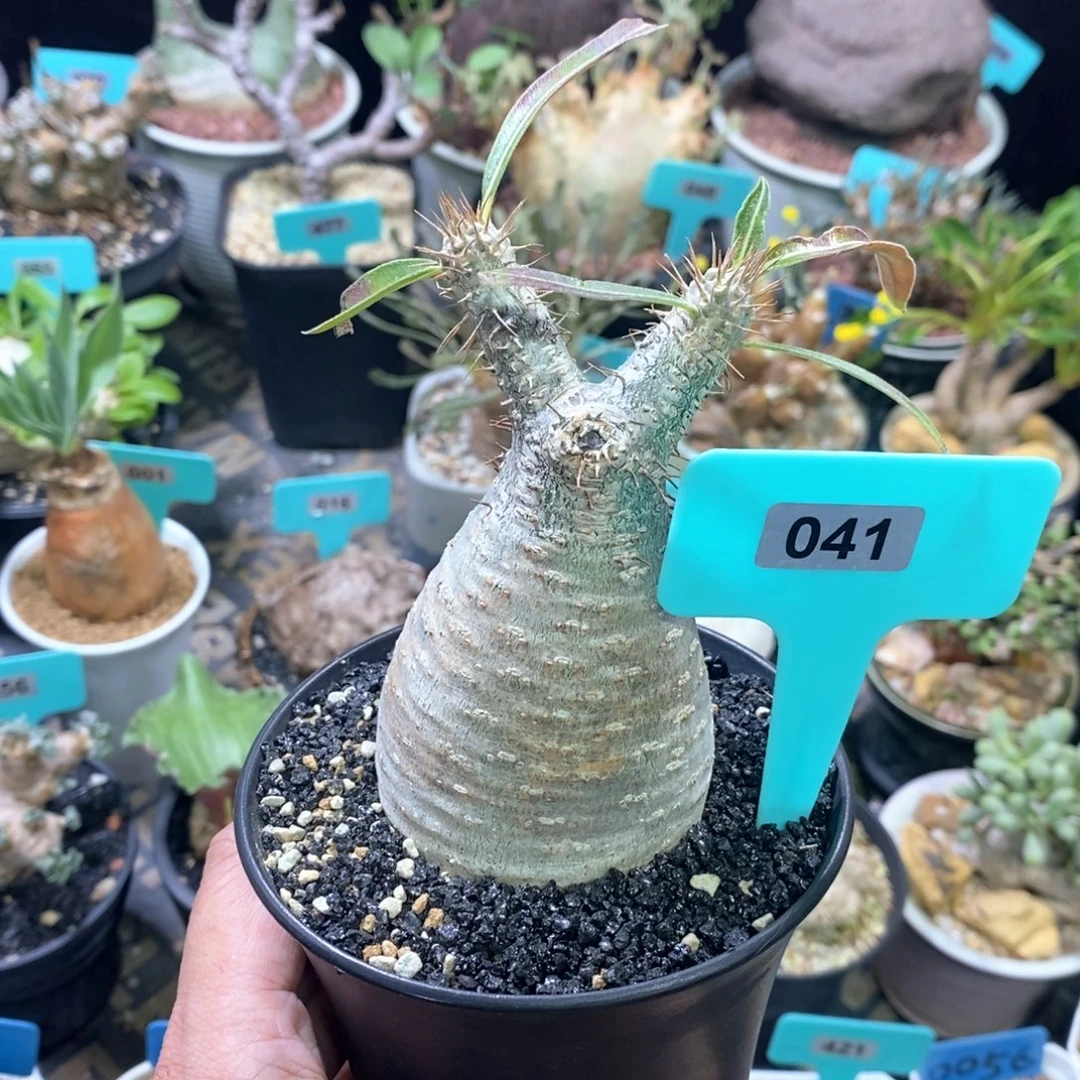 产地象牙宫多肉植物