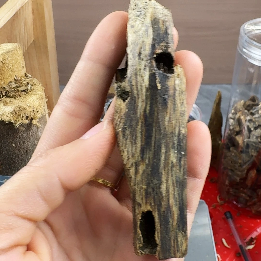 香料绿奇楠虫漏白棋13克