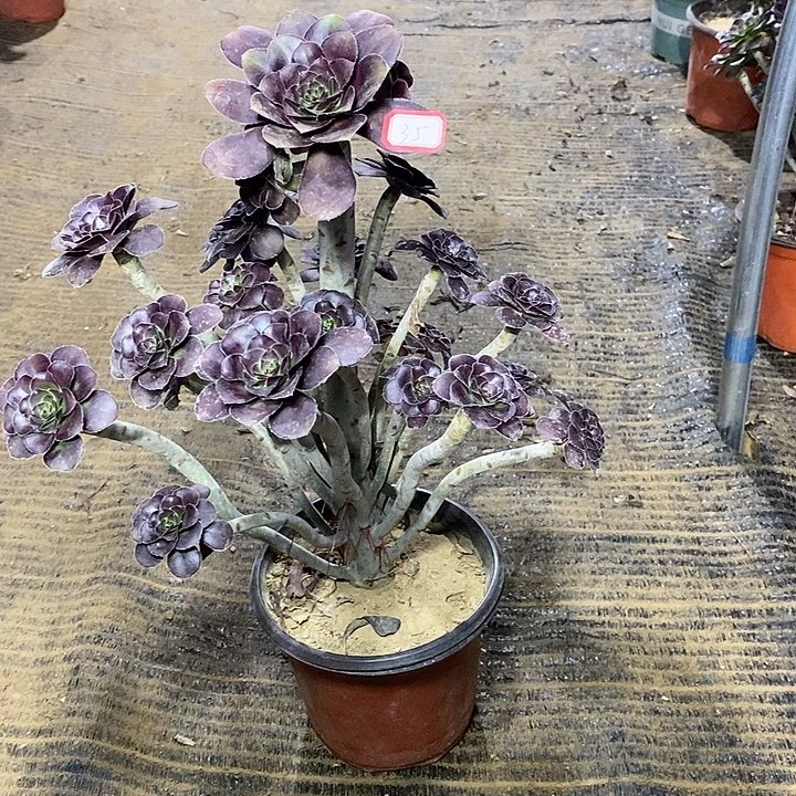 35，黑圆叶14579000000