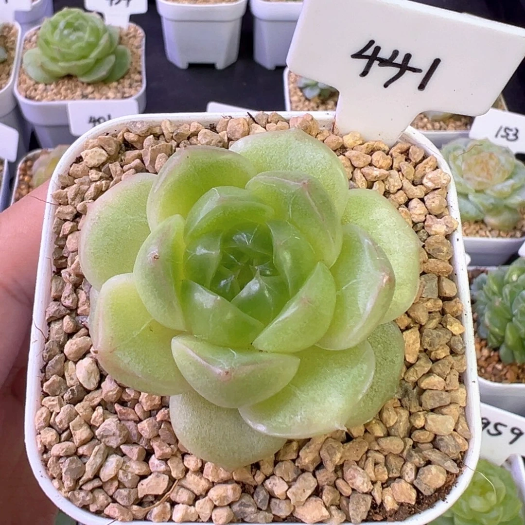 肥***桑441号珍妮 晗雨多肉