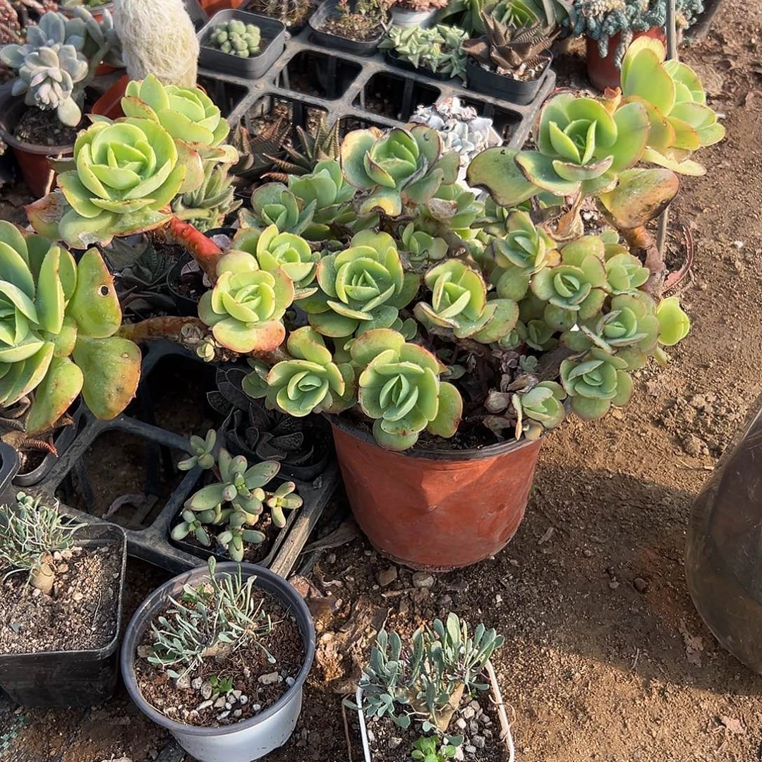 闹***心多肉植物多肉植物