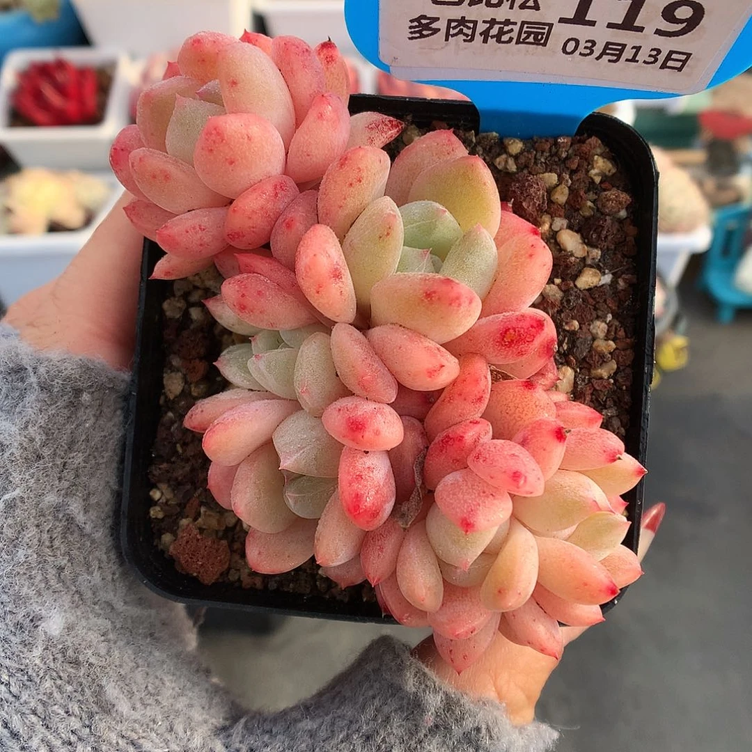 119六头刚毅群多肉植物