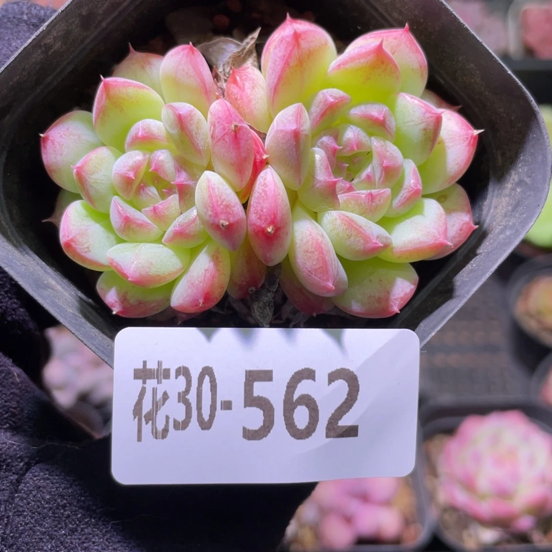 花利美30-562白桃汽水