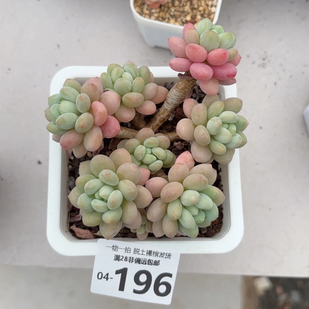 鱼子酱老桩多肉多肉