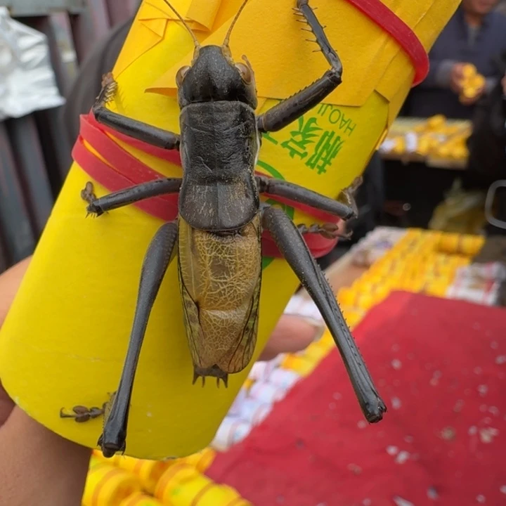 地***）蝈蝈蝈蝈福福价格