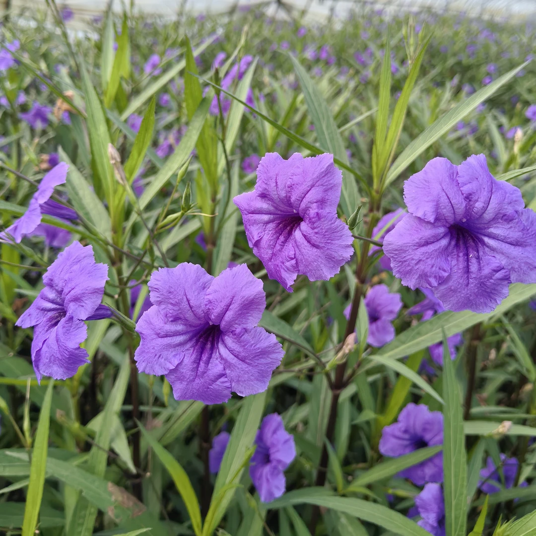 紫色翠芦莉耐寒耐热花期长适合庭院阳台种植和