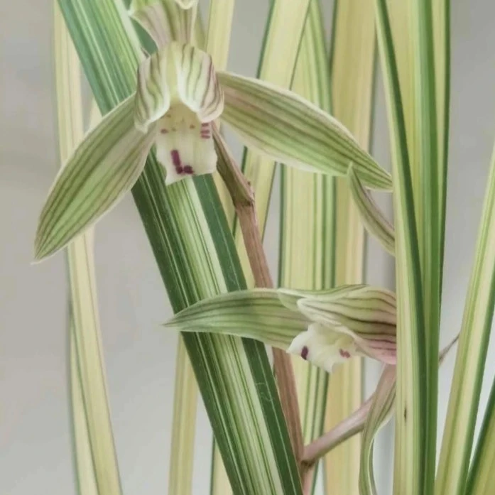 北极星-送春艺草-硬化10个月-连体2苗-人工养殖