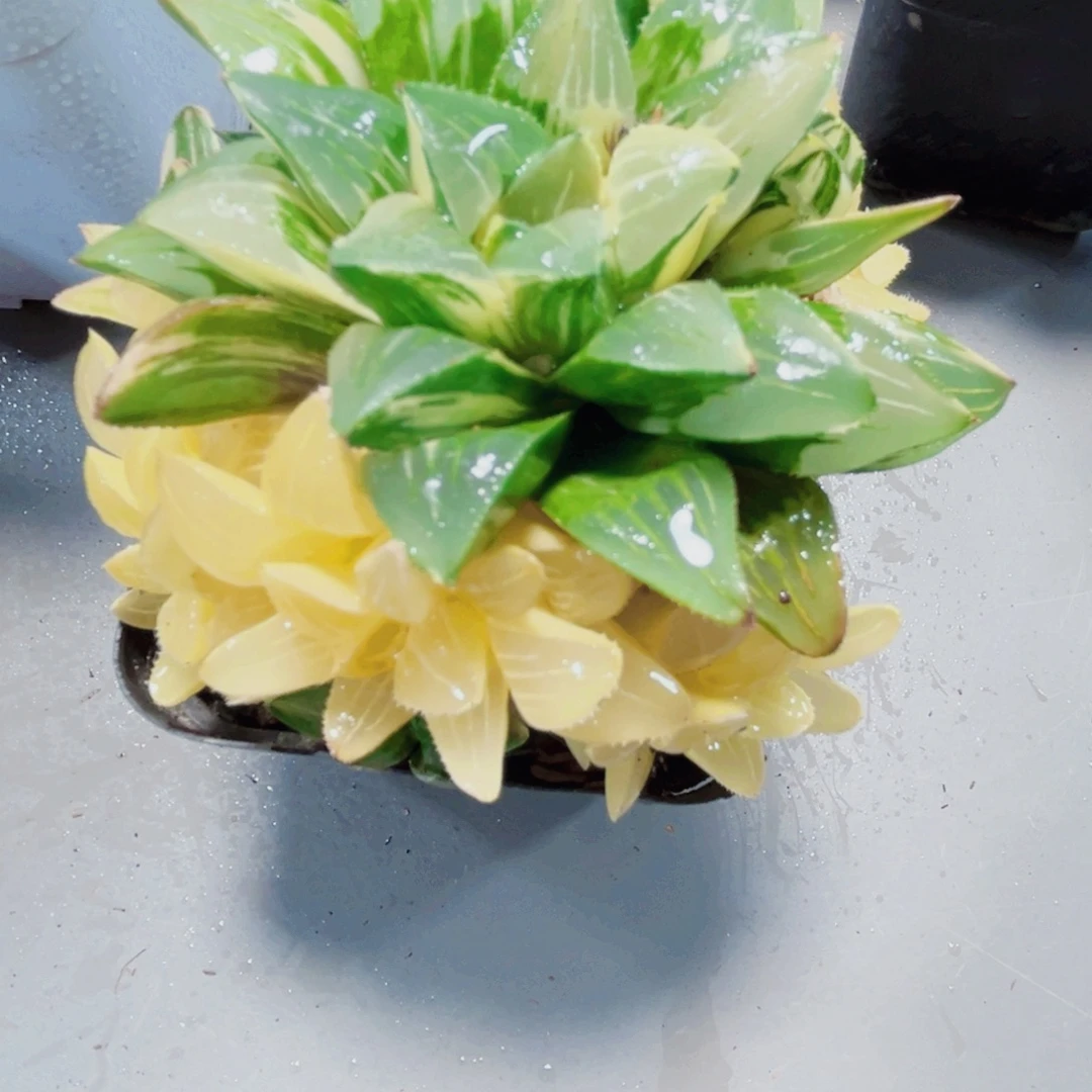 姬寿锦多肉植物6666