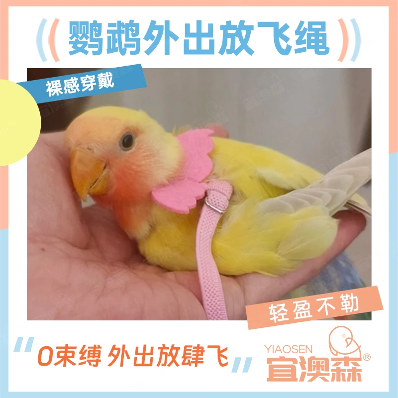 鹦鹉放飞防咬外出遛鸟绳八哥乌鸦玄凤虎皮牡丹训练飞行脚链脚环绳