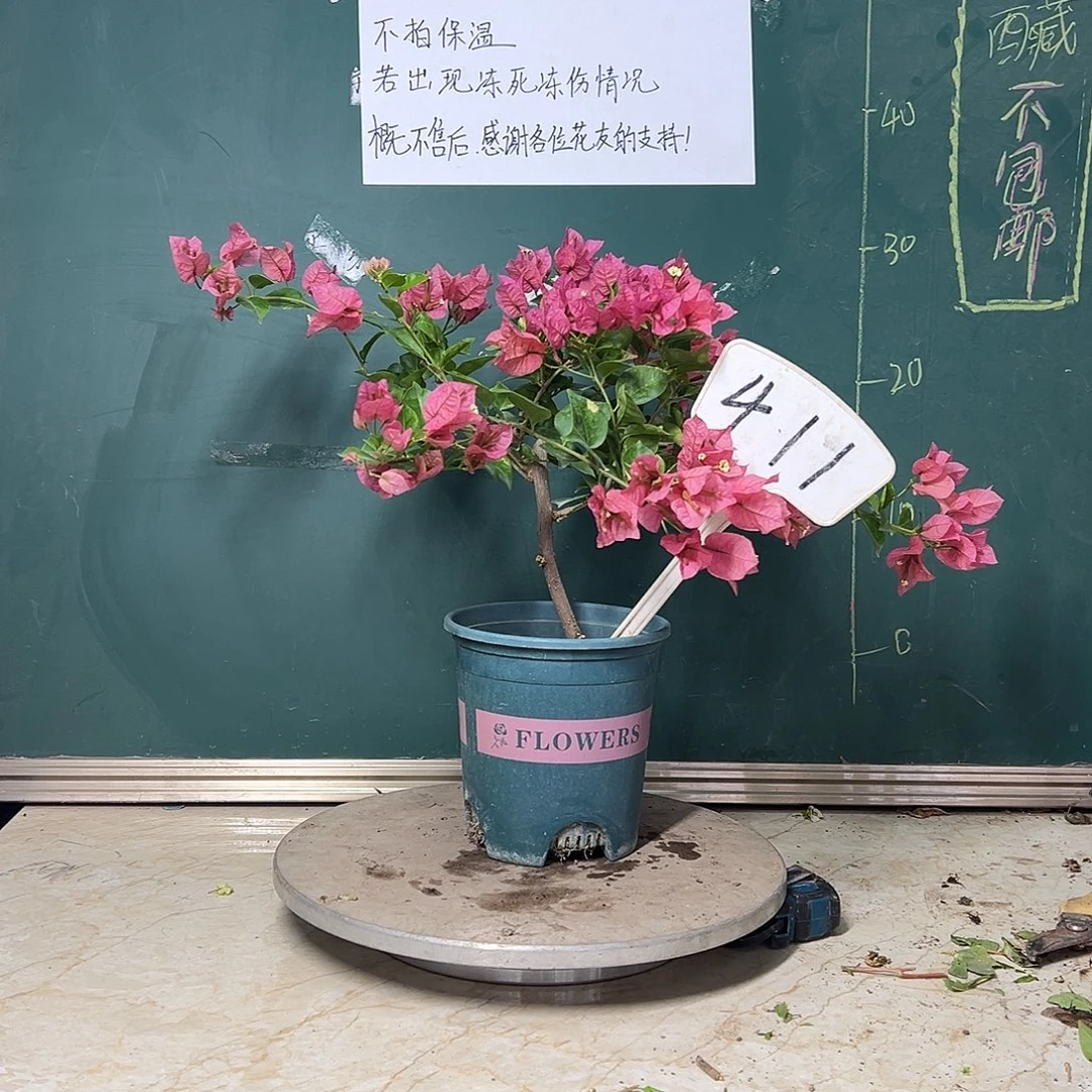 完全开放绿叶米罗411