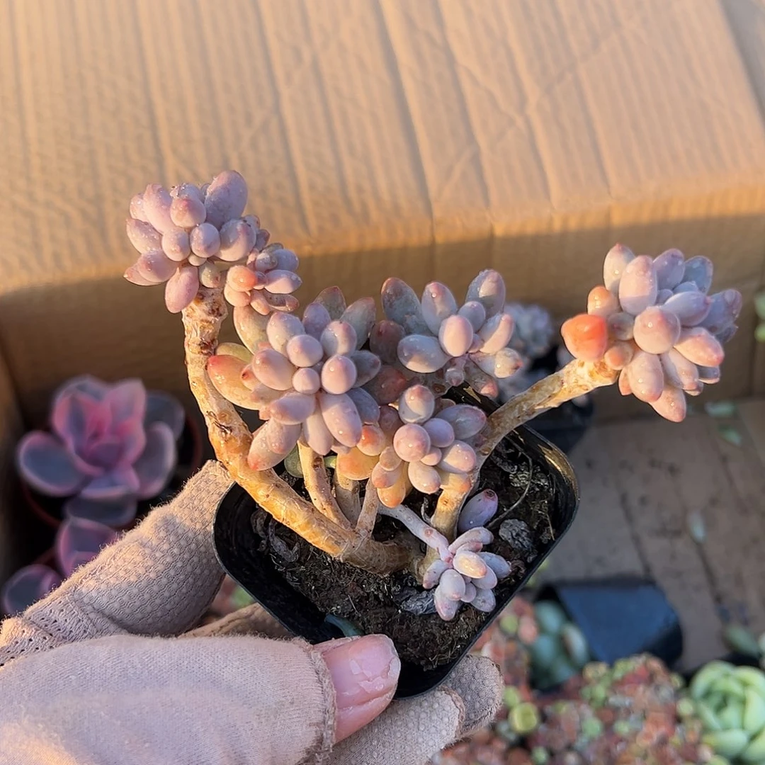 多肉植物多肉植物