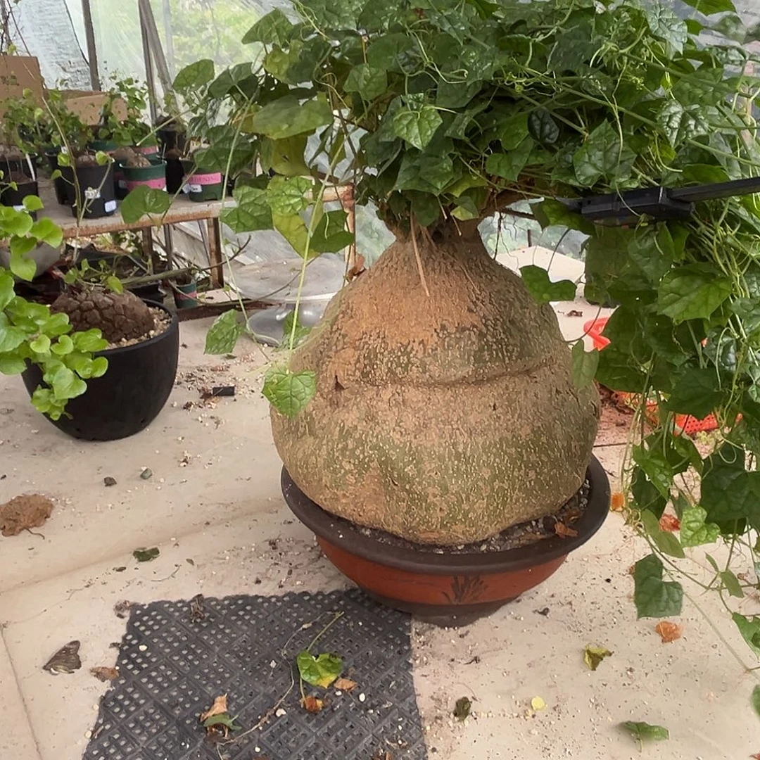 汤圆植物银叶睡布袋蛤