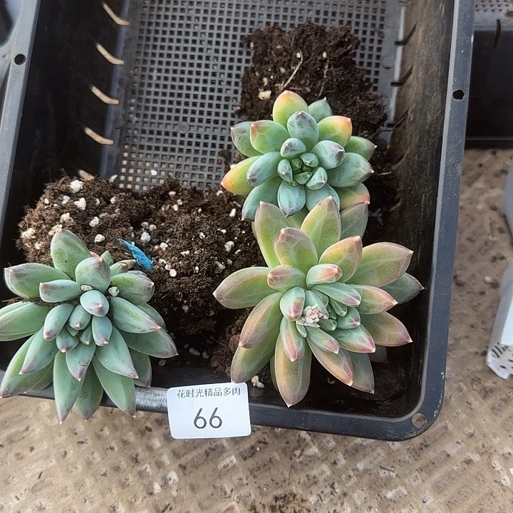 花时光精品多肉66